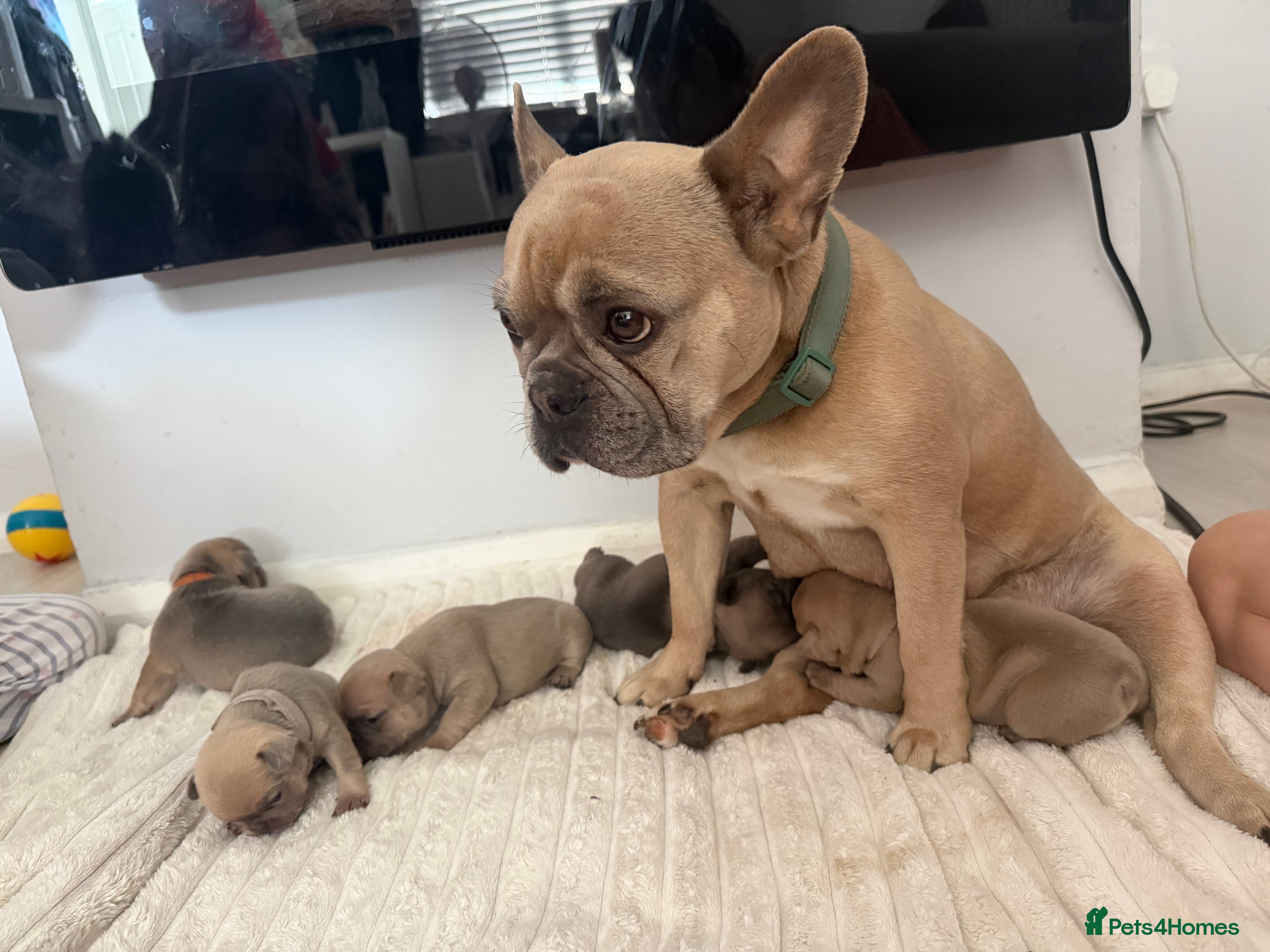 French Bulldog dogs for sale: 🐾 French Bulldog Puppies Available 🐾 in South Ockendon - Advert 1