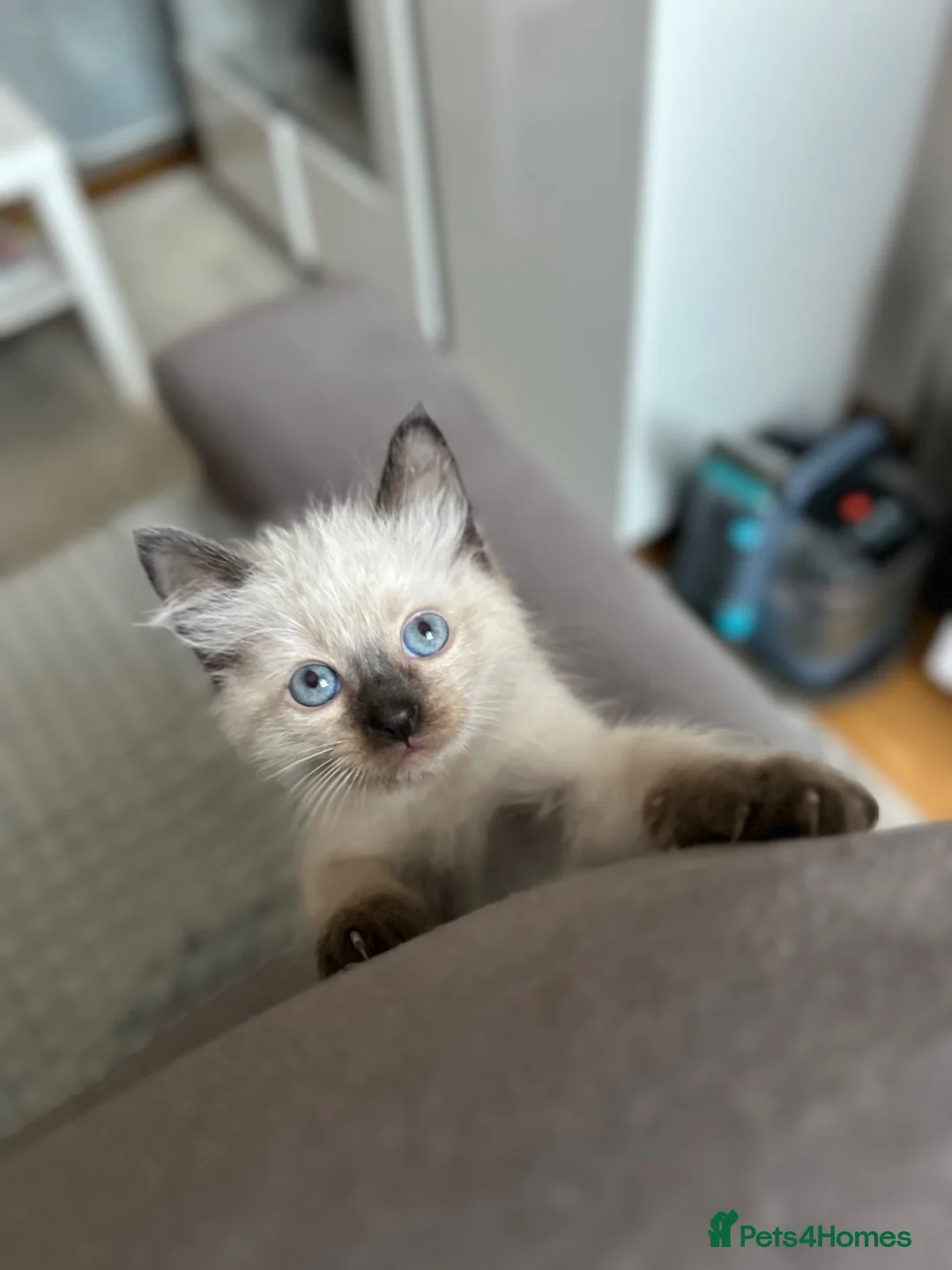 Ragdoll cats for sale: 😽Beautiful Ragdoll Kittens 😽 - Advert 1