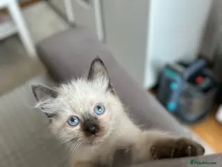Ragdoll cats 😽Beautiful Ragdoll Kittens 😽 - Advert 5