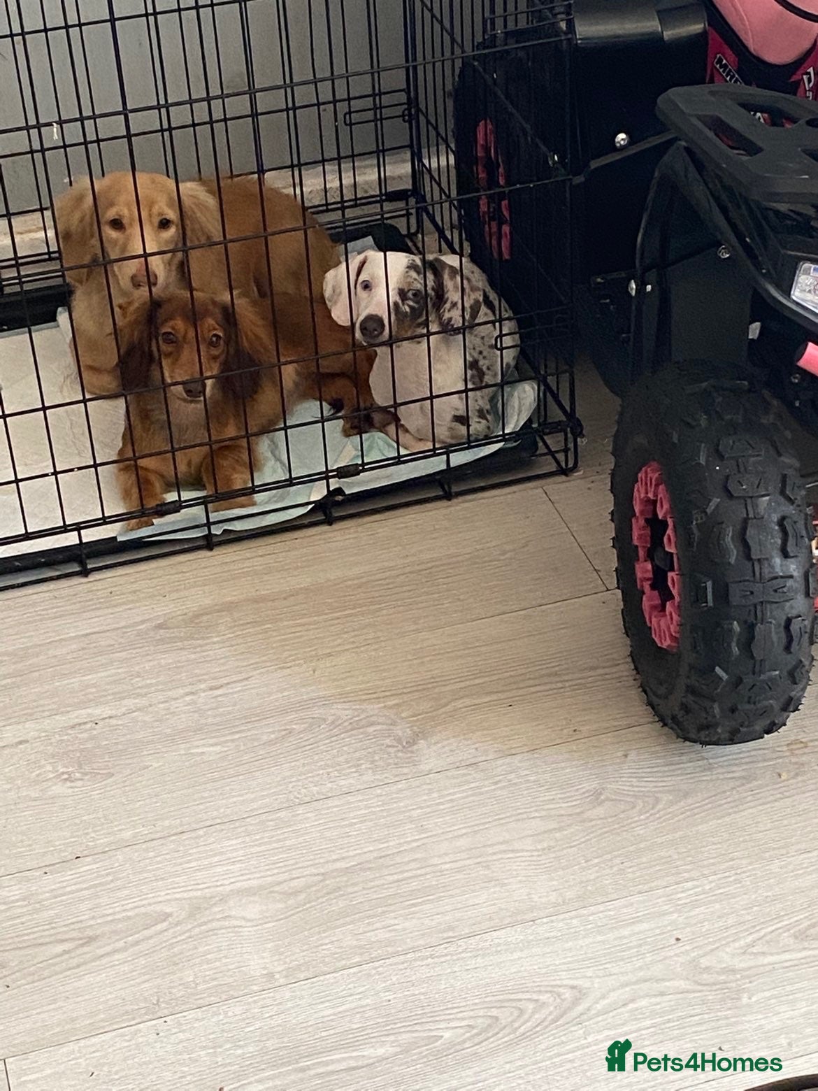 Miniature Dachshund dogs Dapple dashound  - Advert 12