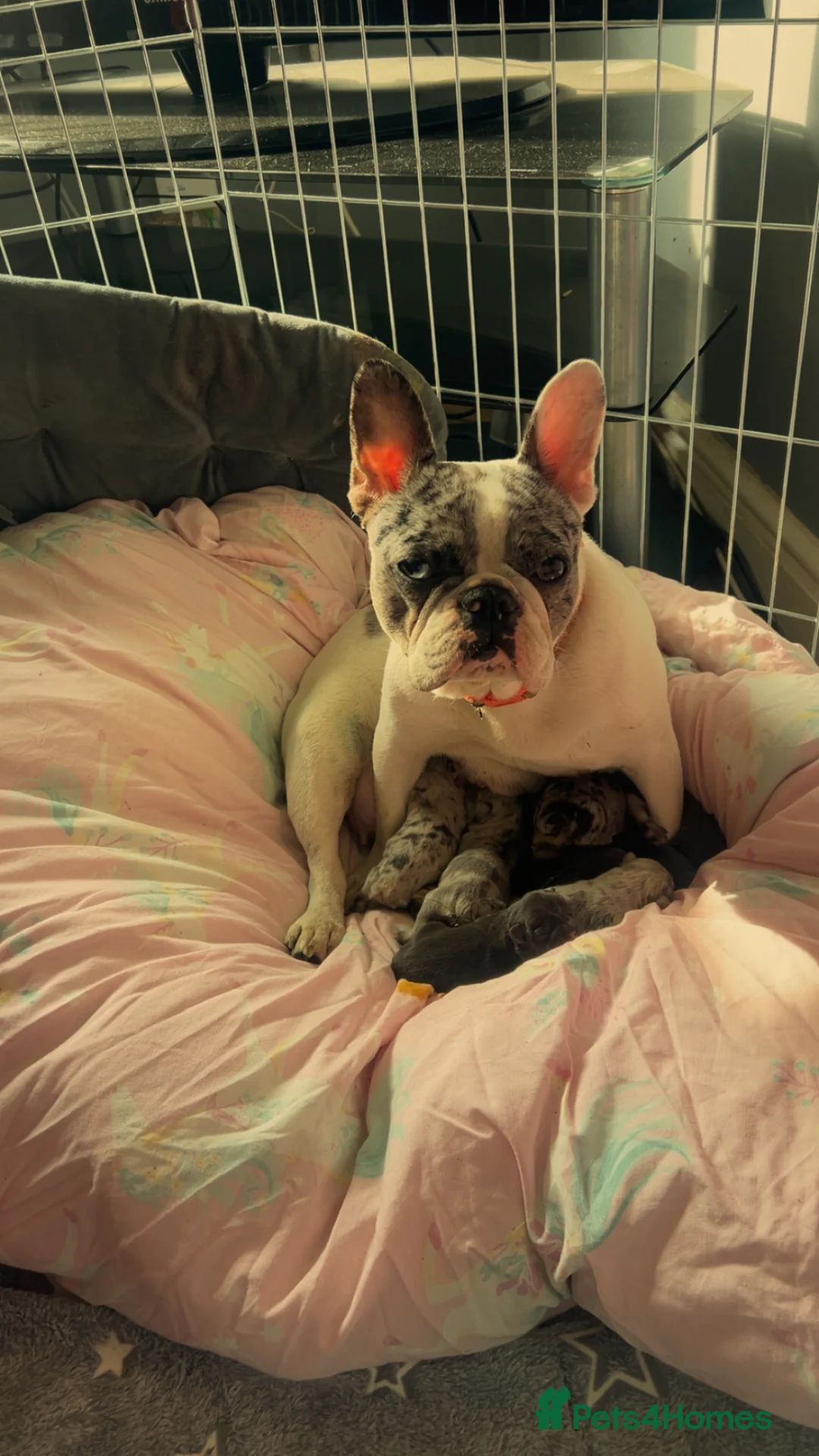 French Bulldog dogs for sale: 5 beautiful French Bulldog puppies  in Manchester - Advert 2
