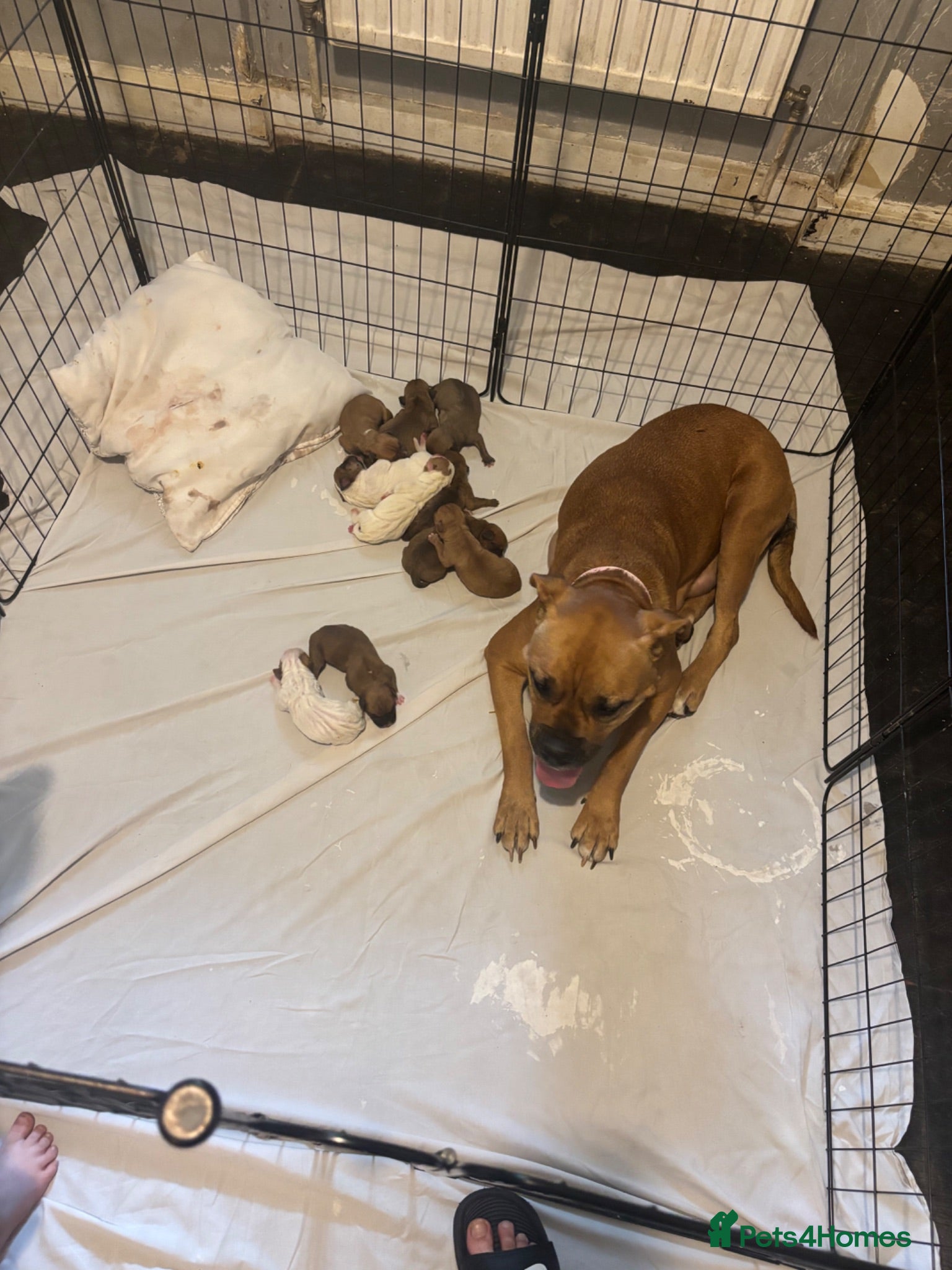 Mixed Breed dogs Mastiff cross. 10 pups (7 boys… 3 girls…)  - Advert 2