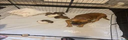 Mixed Breed dogs for sale: Mastiff cross. 10 pups (7 boys… 3 girls…)  - Advert 1