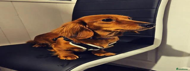 Chorizo