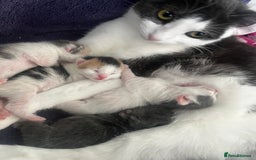 British Shorthair cats for sale: 2 kittens for sale  - Image 2