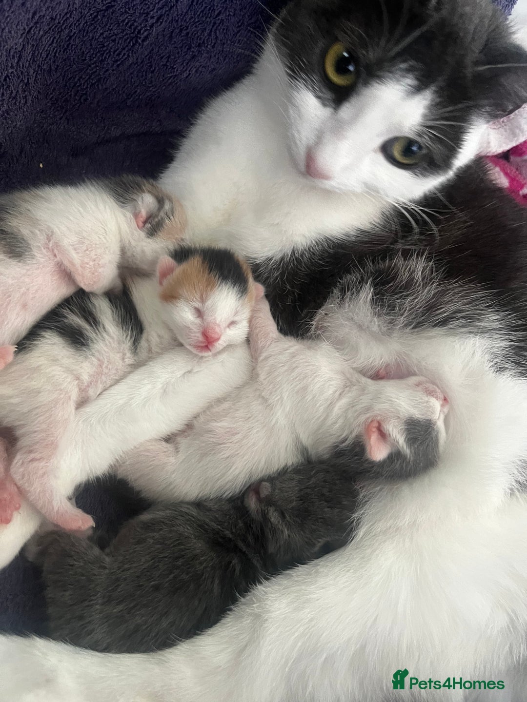 British Shorthair cats for sale: 2 kittens for sale  - Image 2