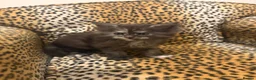 Maine Coon cats for sale: Stunning TICA Registered Maine Coon kittens ❤️❤️❤️ - Advert 14