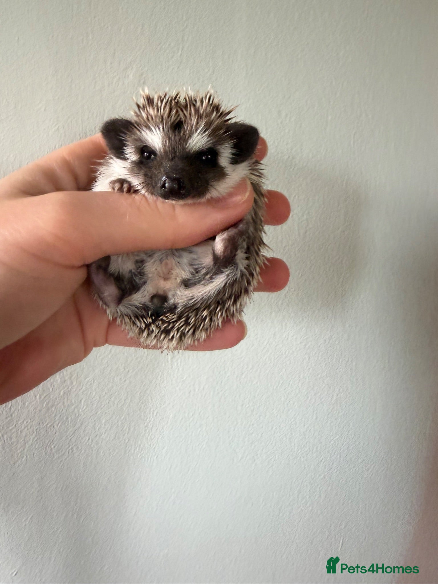 Pygmy Hedgehog rodents African Pygmy hedgehogs available to reserve  - Advert 1