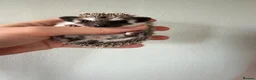 Pygmy Hedgehog rodents for sale: African Pygmy hedgehogs available to reserve  - Advert 8