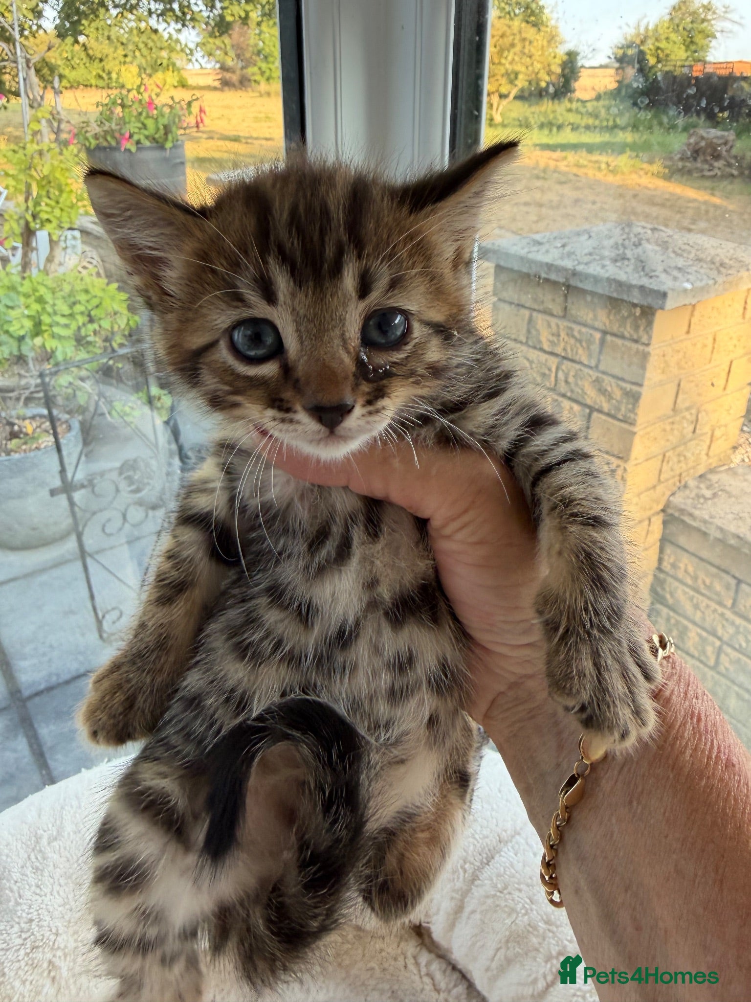 Bengal cats 7 Bengal kittens Mum Tica registered ONE GIRL LEFT - Advert 2
