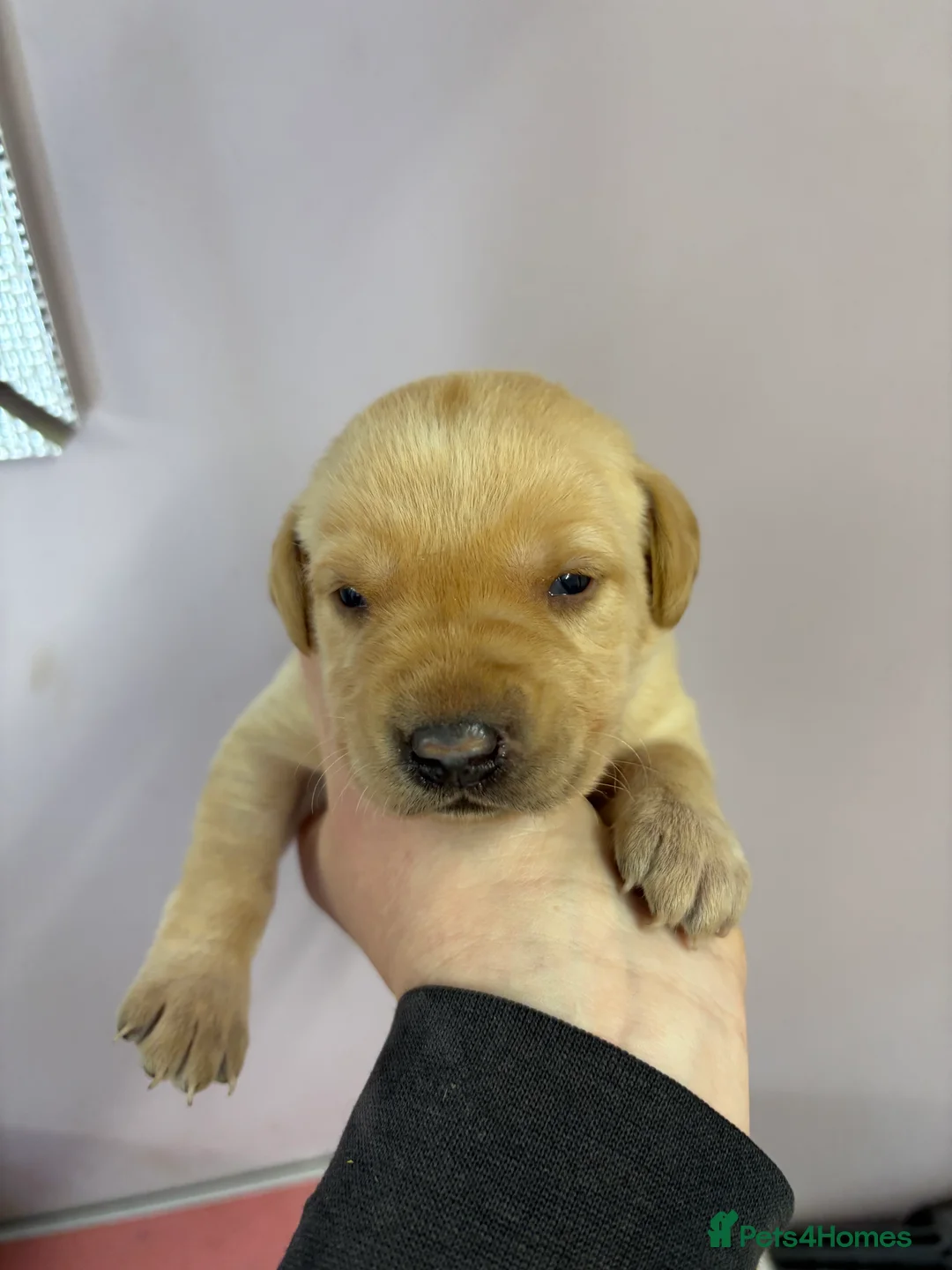Labrador Retriever dogs for sale: KC Labrador Puppies  - Advert 4