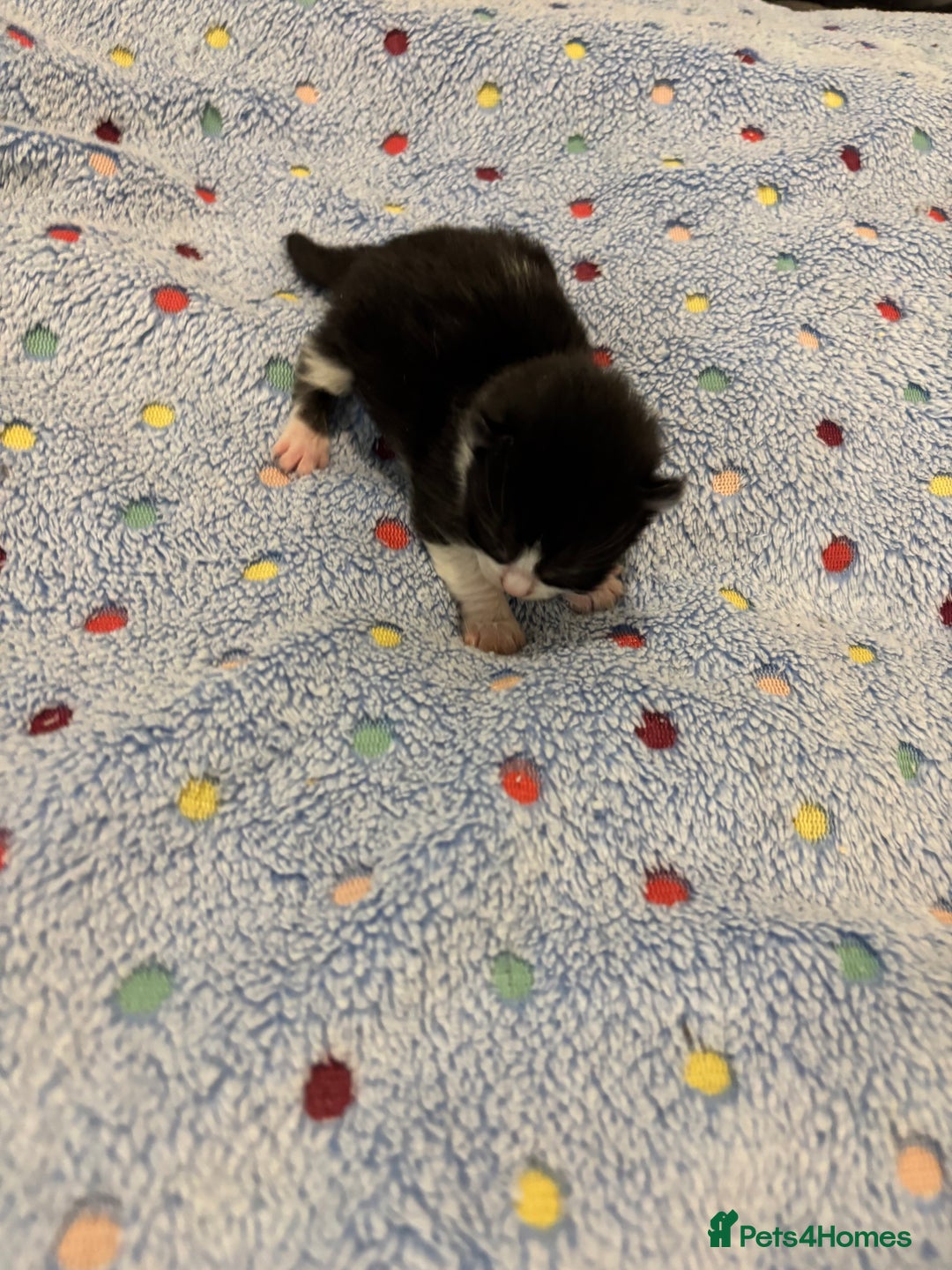 Mixed Breed cats for sale: Beautiful kittens for sale 🥰 - Advert 26