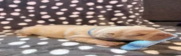 French Bulldog dogs for sale: Isabella & tan intensity girls /liliac fawn boy 🐾 - Advert 10