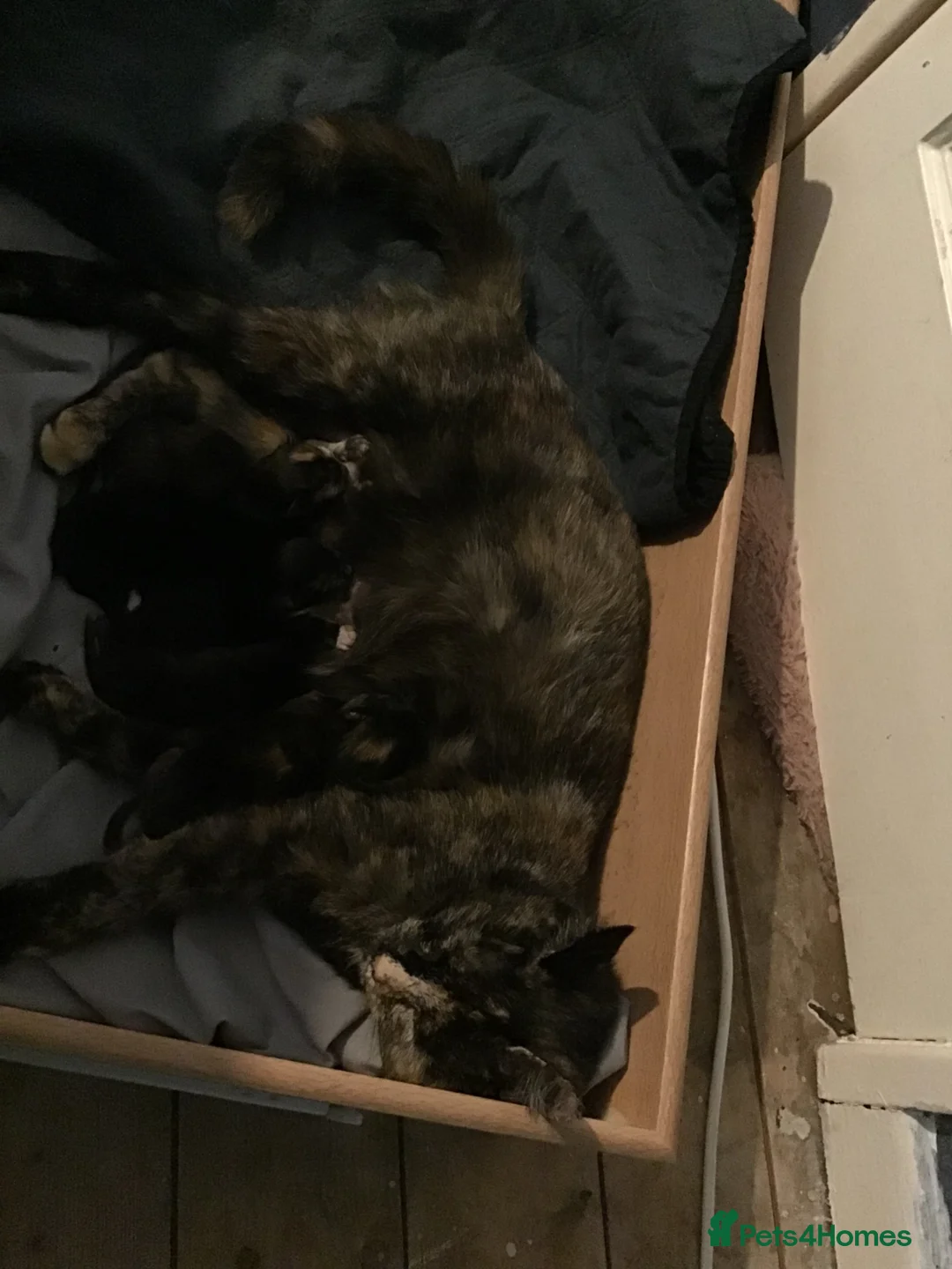 Mixed Breed cats for sale: 4 beautiful kittens - Advert 5