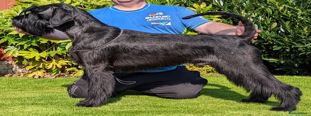 Axel