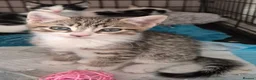 Mixed Breed cats for sale: Beautiful female kitten  - Advert 2