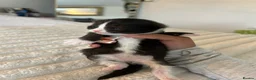 Mixed Breed cats for sale: 4 Kittens for sale - 2 male 2 female! - Advert 4
