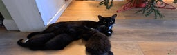 Mixed Breed cats for sale: Gorgeous Cross Kittens 🌟 - Advert 24