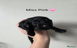 Cocker Spaniel dogs for sale: 🩷🐶 Beautiful Cocker Spaniel Puppies 🐶 🩷 - Image 3
