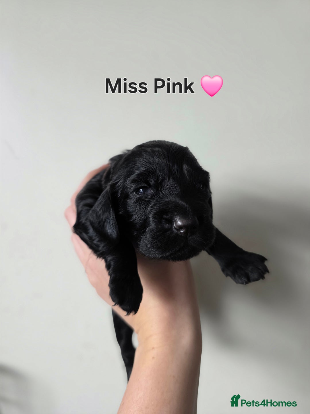 Cocker Spaniel dogs for sale: 🩷🐶 Beautiful Cocker Spaniel Puppies 🐶 🩷 - Image 3