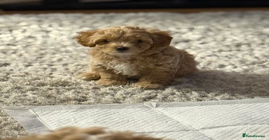 Maltipoo dogs - Advert 15