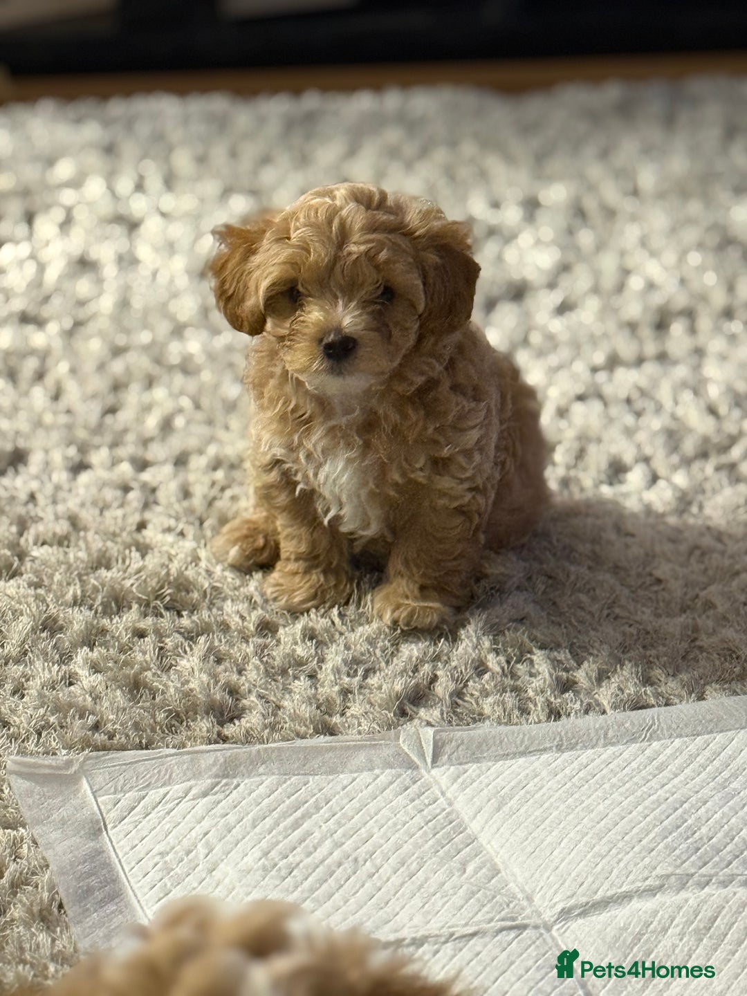 Maltipoo dogs for sale: Real life teddy bears f1 Maltipoo last 1!🐾🐶❤️💥 - Advert 9