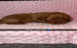Cocker Spaniel dogs for sale: Red cocker spaniel  - Image 16