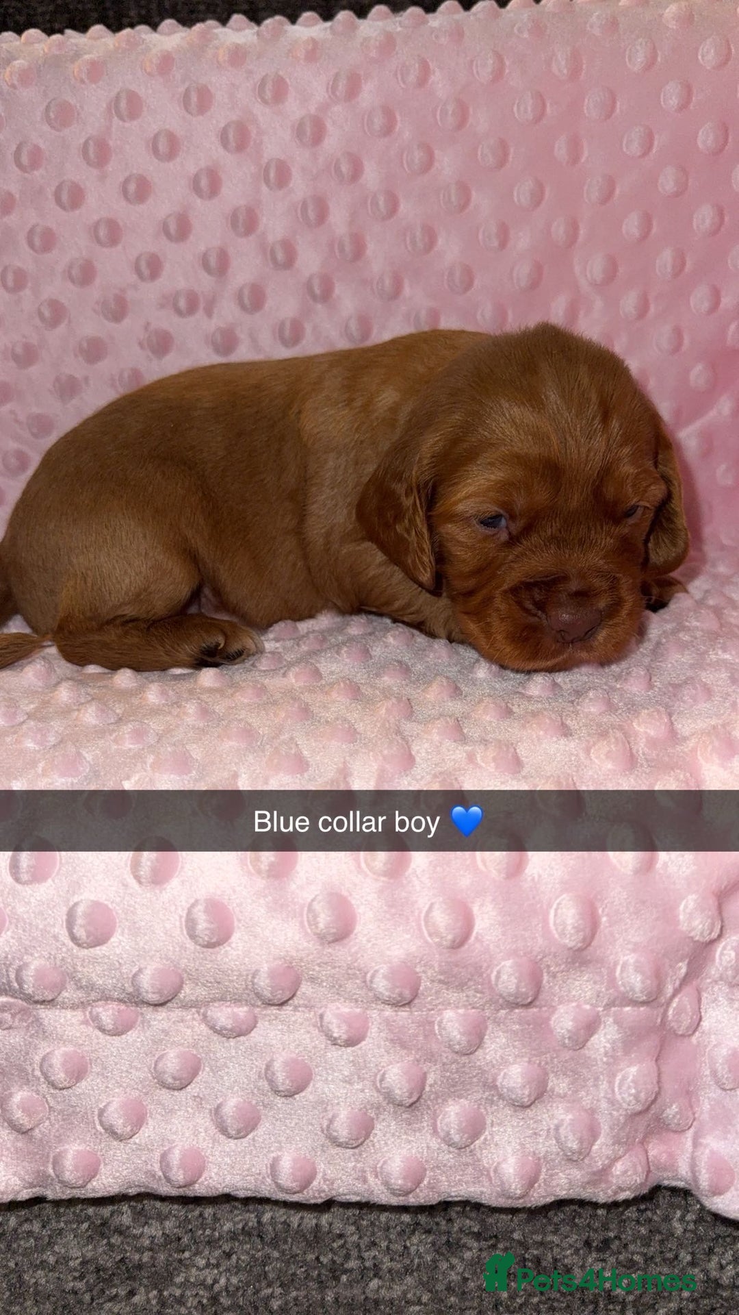 Cocker Spaniel dogs for sale: Red cocker spaniel  - Image 16