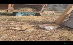 Mini Lop rabbits for sale: 5 Mini lops available  - Image 4