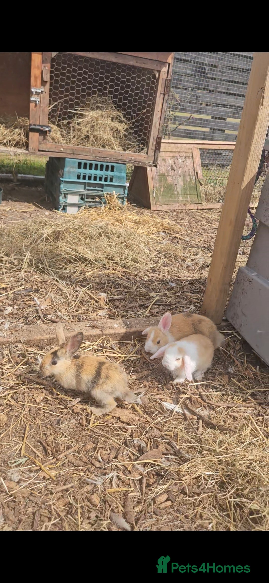 Mini Lop rabbits for sale: 5 Mini lops available  - Image 4