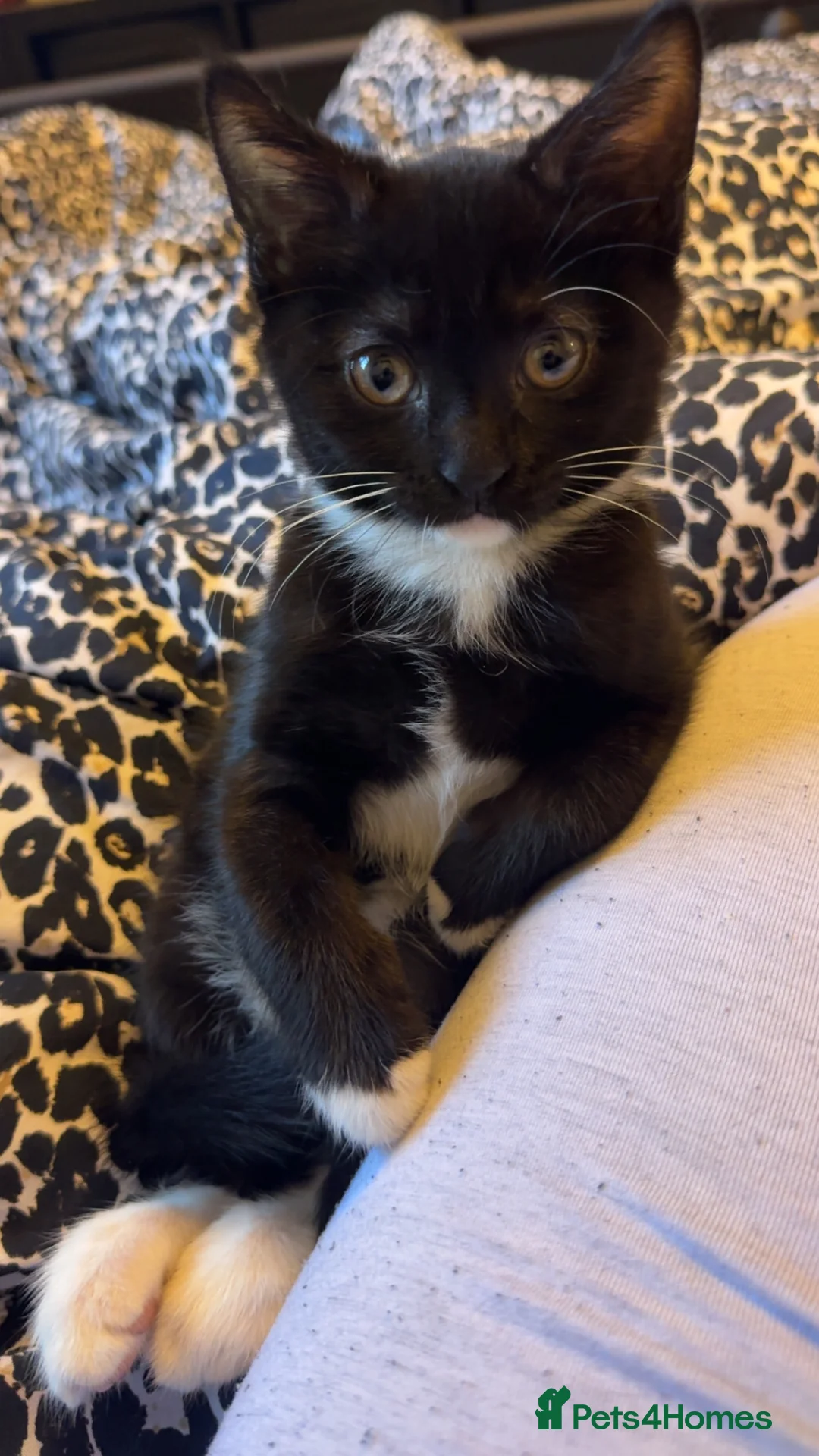 Mixed Breed cats for sale: Kitten  - Advert 7