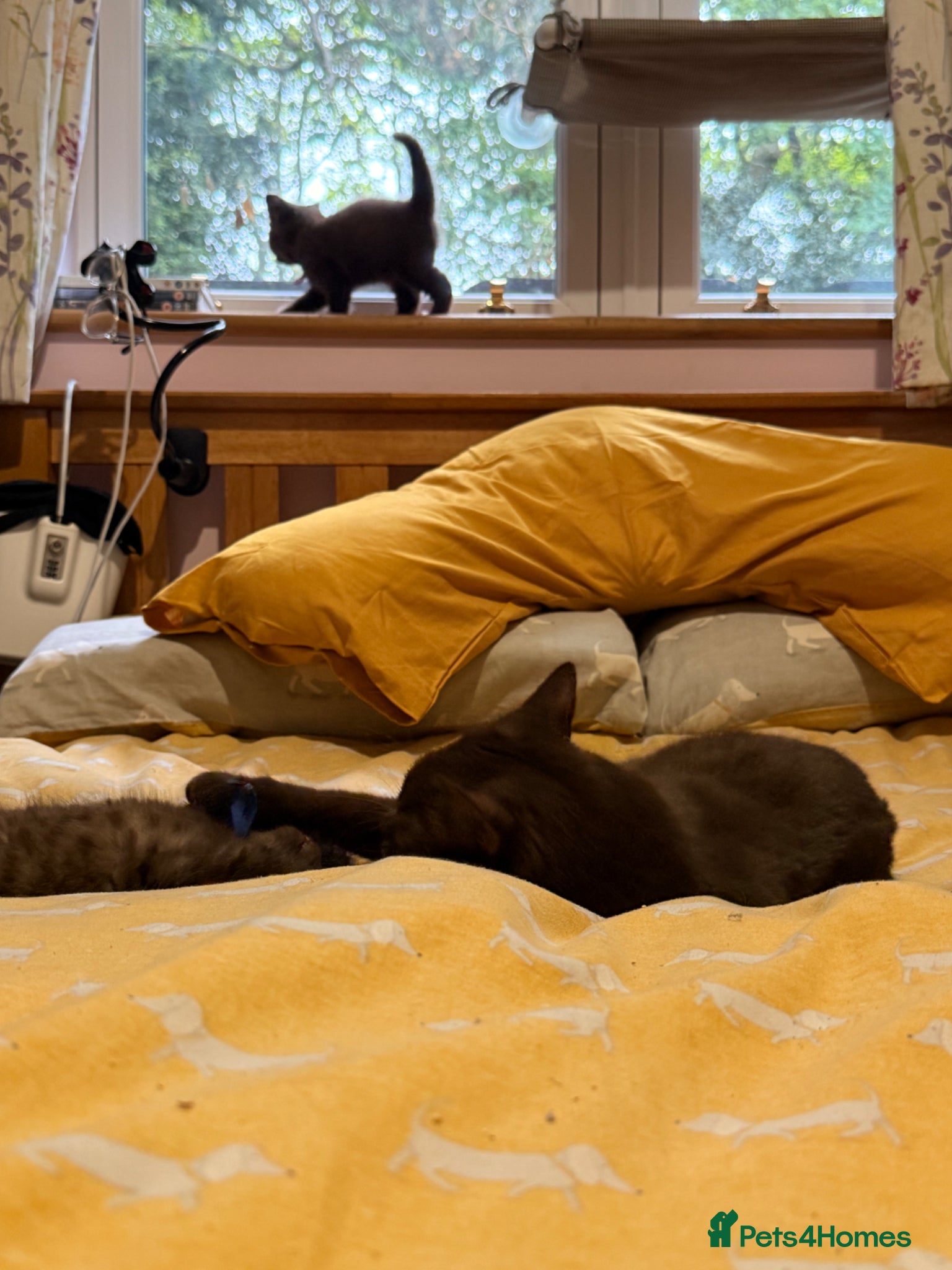 British Shorthair cats for sale: Gorgeous GCCF Chocolate British Shorthair kittens - Advert 20