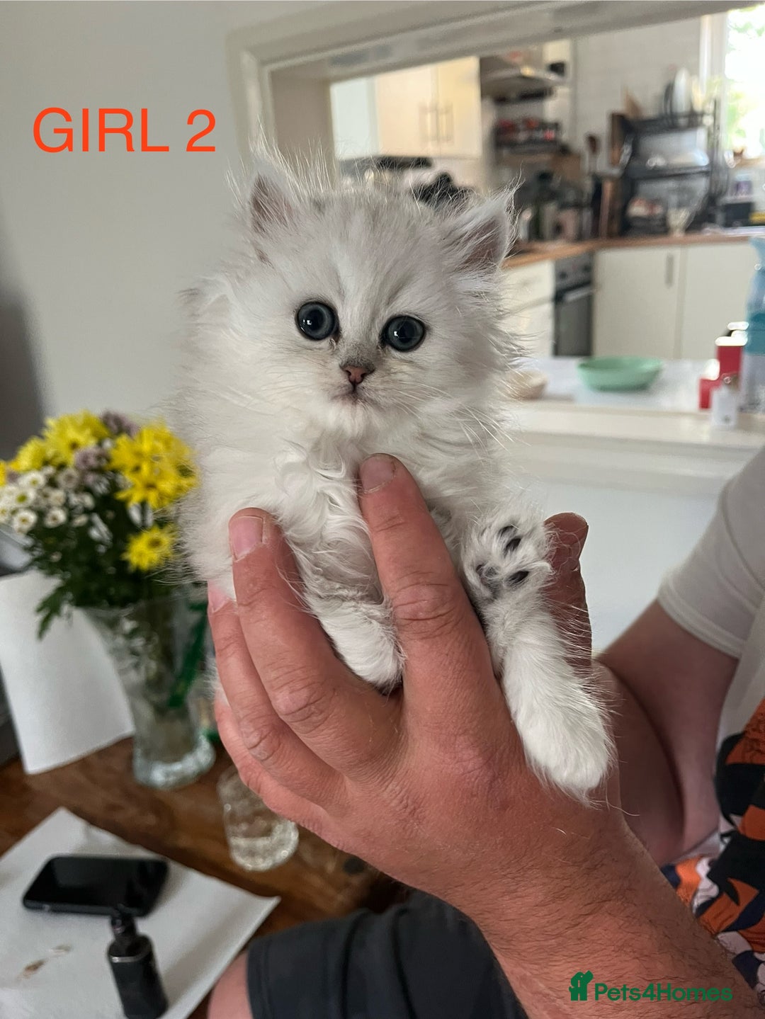 Persian cats for sale: 2 girls left!Ready now! Persian Chinchilla kittens - Image 4