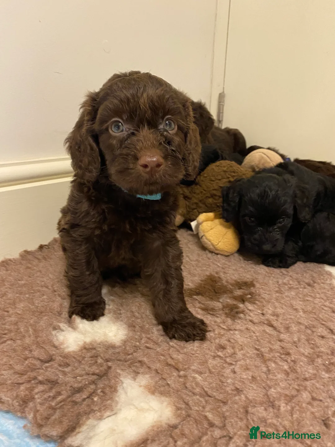 Poodle dogs for stud: FOR STUD Moyen Poodle (proven)  in Northampton - Advert 21