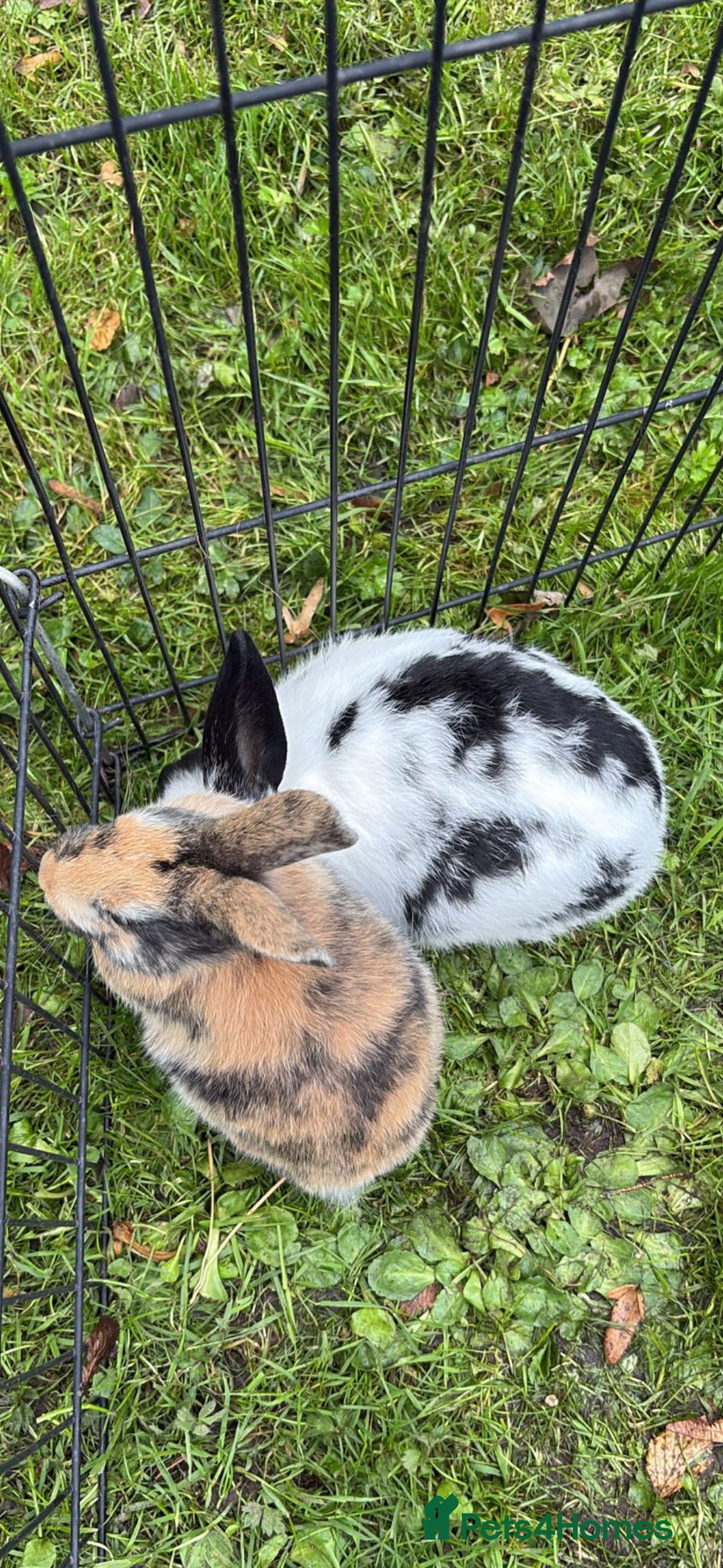 Mixed Breed rabbits 2 female rabbits  - Advert 3