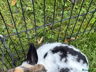 Mixed Breed rabbits 2 female rabbits - Advert 3