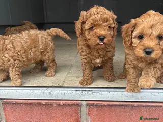 Cavapoo dogs Cavapoo f1b pups - Advert 4