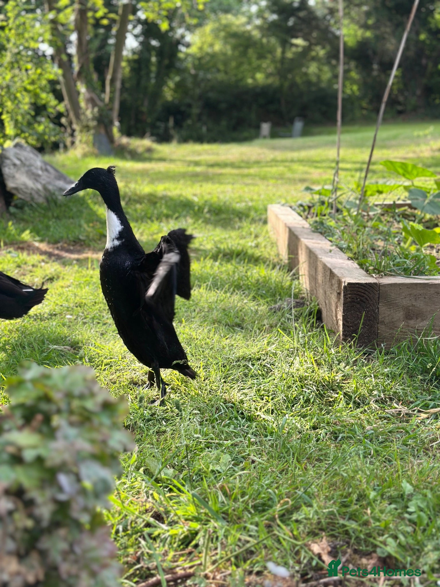 Ducks poultry Pingu: Lovesick Runner Drake Needs Fresh Start - Advert 2