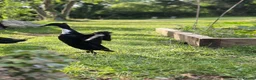 Ducks poultry for sale: Pingu: Lovesick Runner Drake Needs Fresh Start - Advert 1
