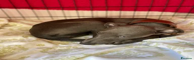 Whippet 1