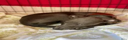 Whippet dogs for sale: Whippet Puppy  in Southampton - Advert 6