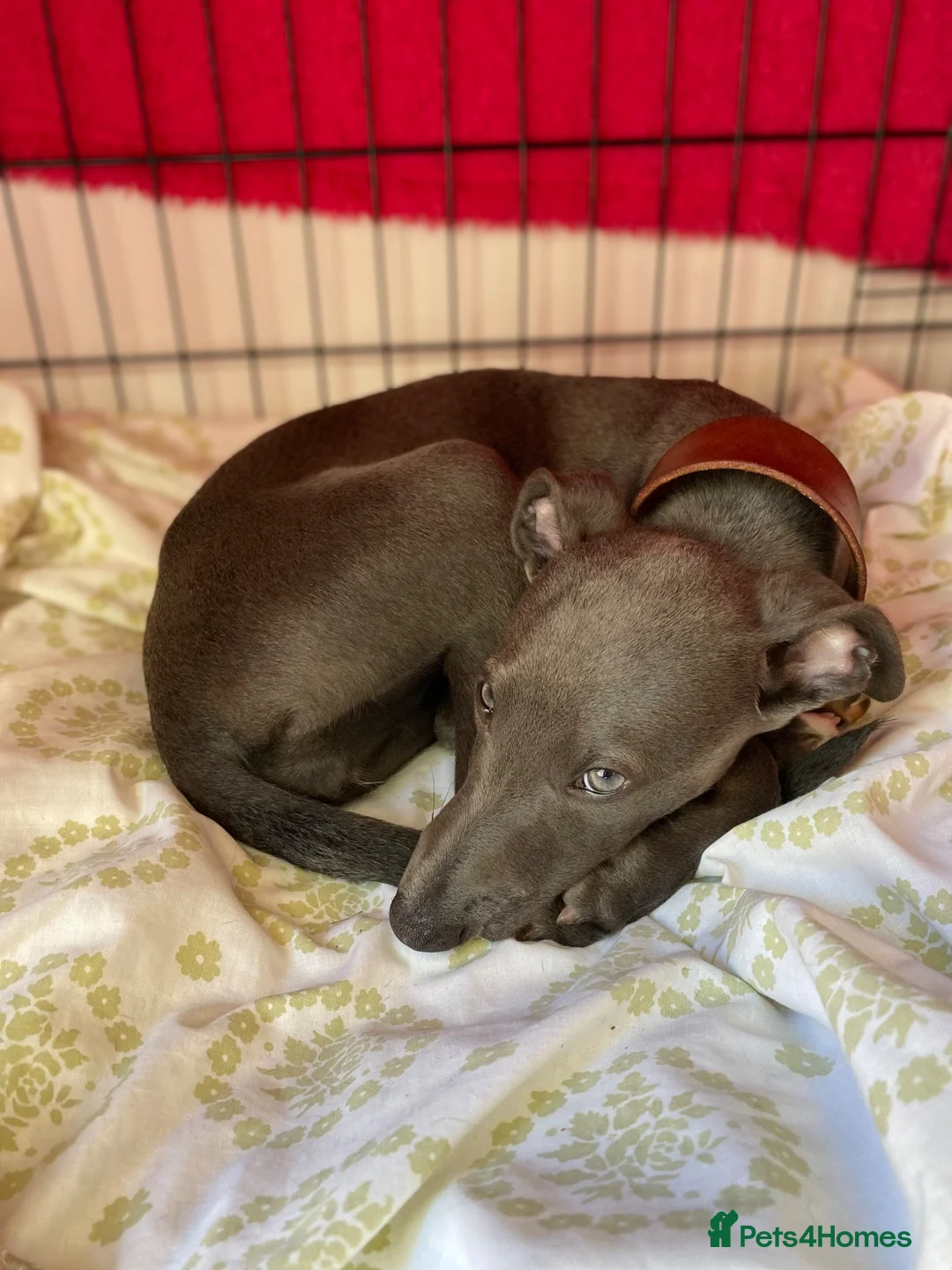 Whippet dogs for sale: Whippet Puppy  in Southampton - Advert 6