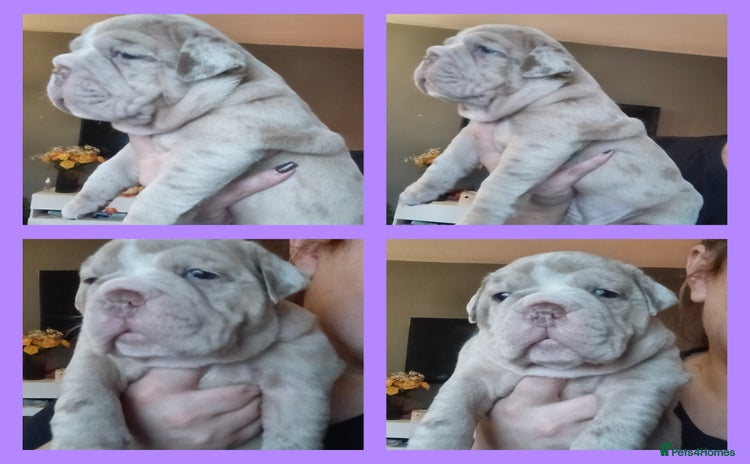 Olde English Bulldogge dogs - Advert 1