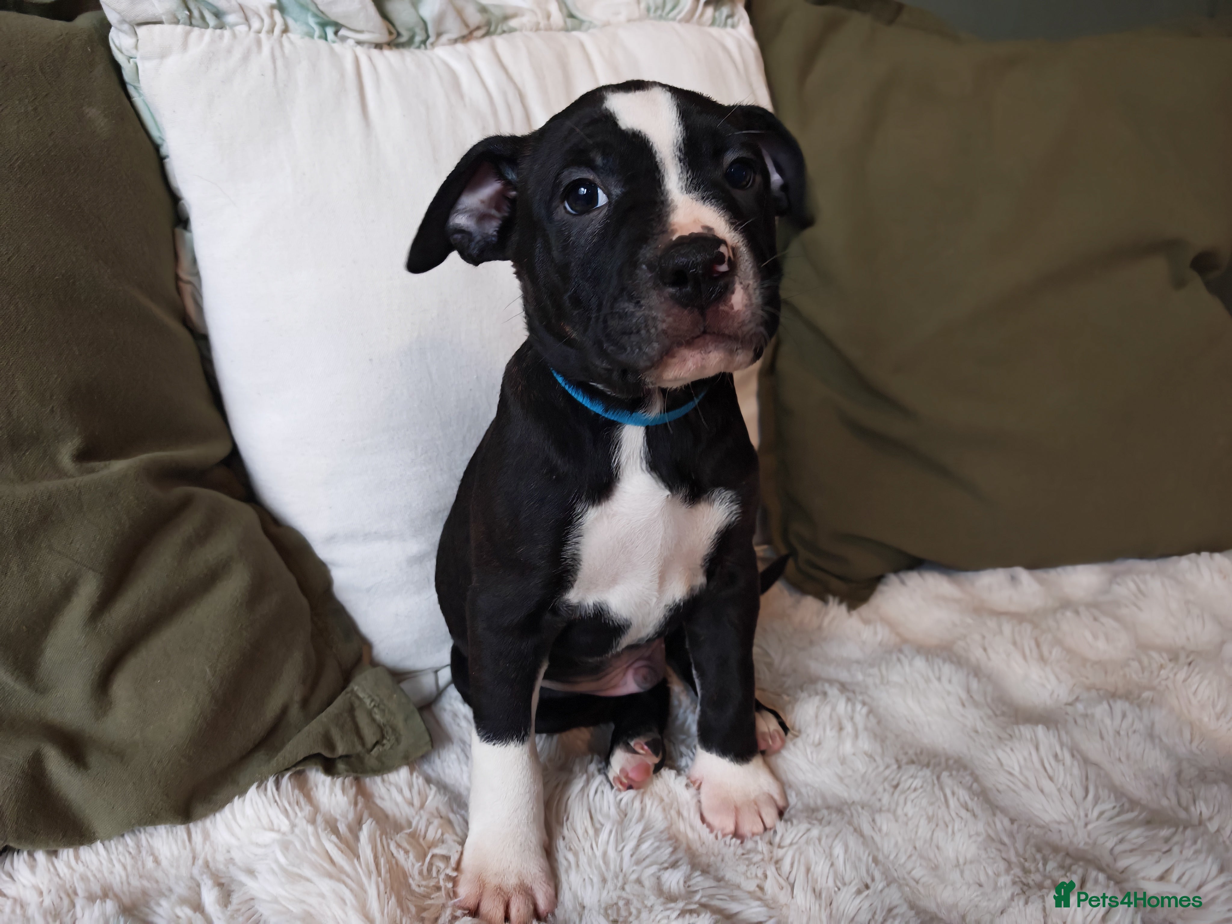 Mixed Breed dogs Olde English Bulldogge/Staffy Collie - Advert 4