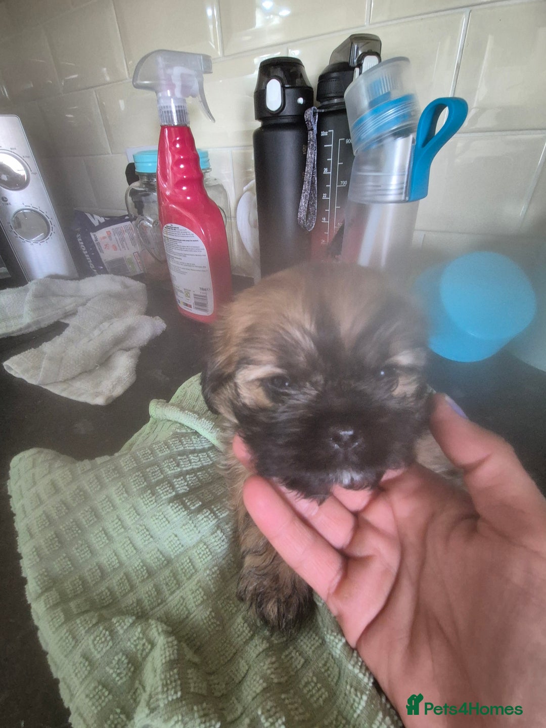 Mixed Breed dogs for sale: Cavachon's  - Image 8