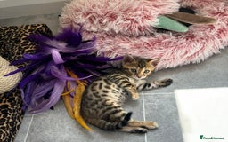 Bengal cats for sale: 😻Tica Best Bengal UK sired Kittens 🏆 🐾 🐱  - Image 24