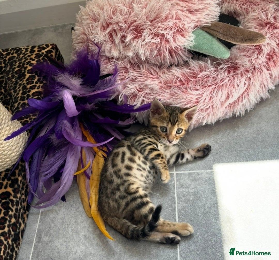 Bengal cats for sale: 😻Tica Best Bengal UK sired Kittens 🏆 🐾 🐱  - Image 24