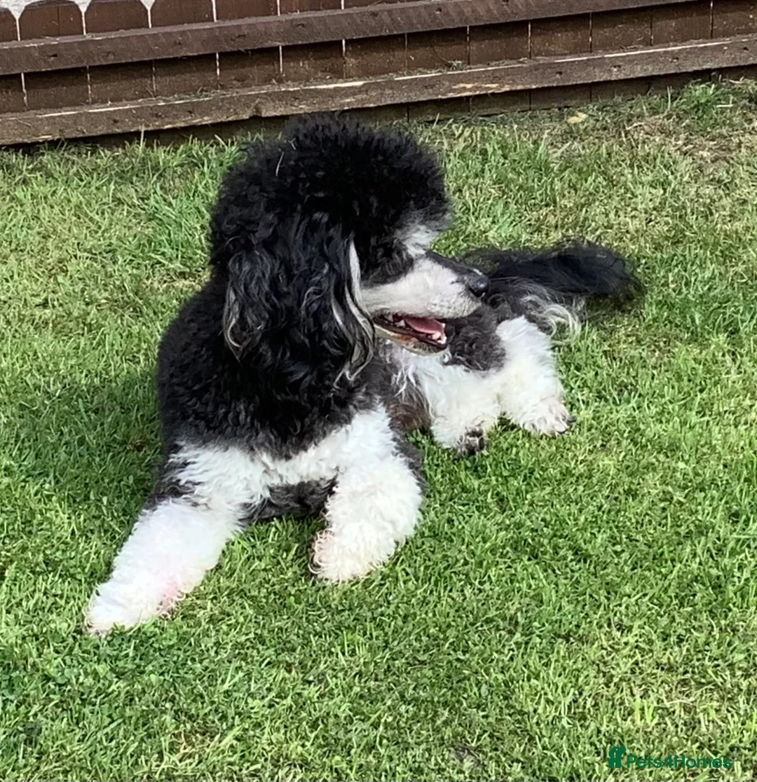 Toy Poodle dogs for stud: Phantom Toy Poodle Tri colour KC (STUD ONLY) in Coalville - Advert 11