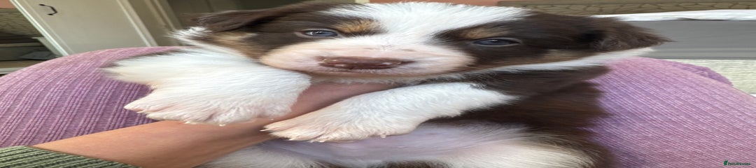 Border Collie Puppy 1