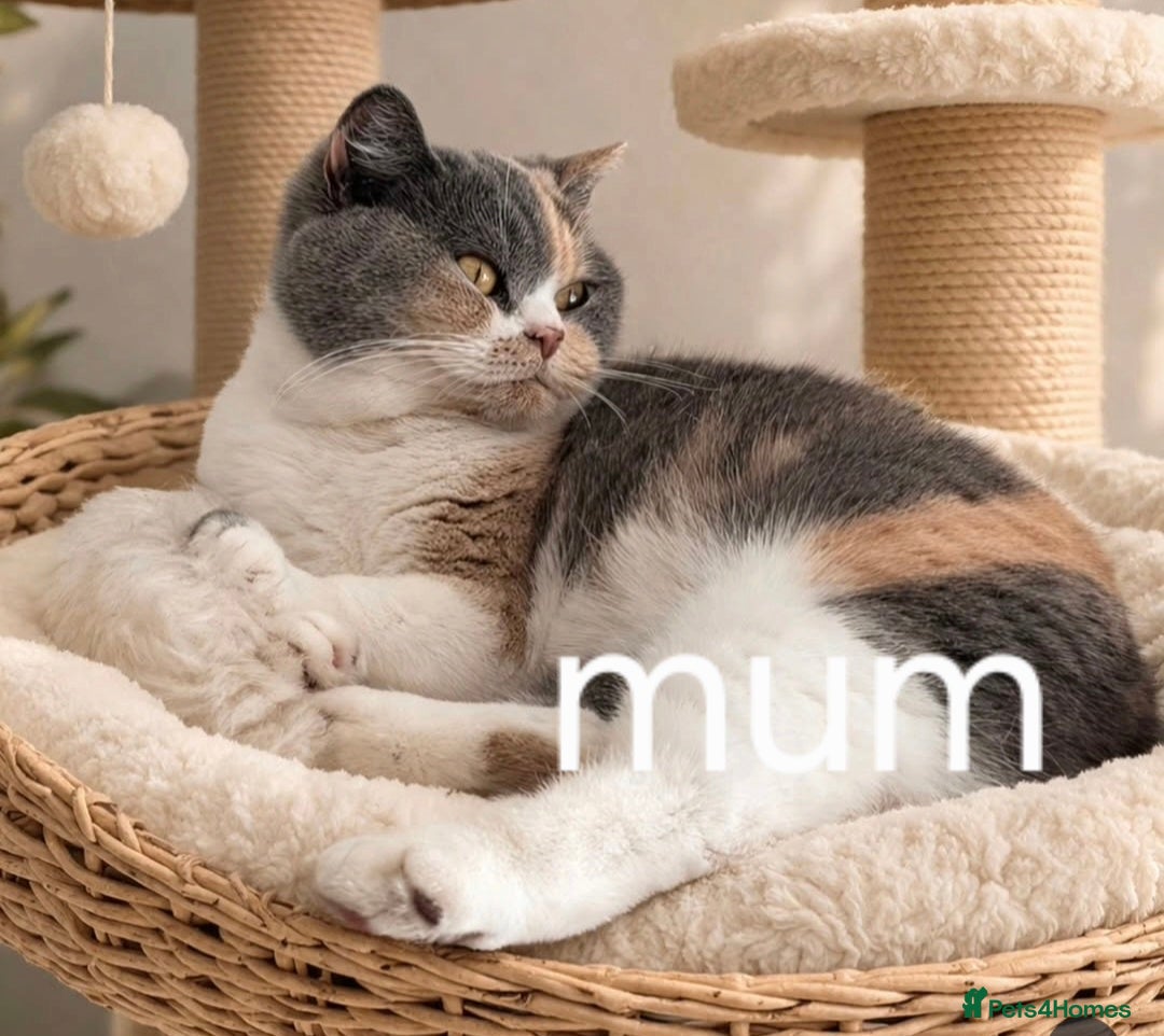 British Shorthair cats Show quality GCCF British Shorthair kittens - Advert 1